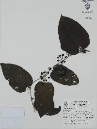 Smilax domingensis image