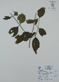 Chiococca alba image