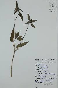 Crusea hispida image