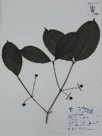 Faramea occidentalis image