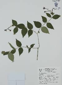 Bouvardia lottae image
