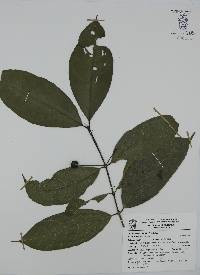Faramea occidentalis image