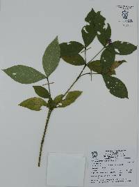 Psychotria molinarum image