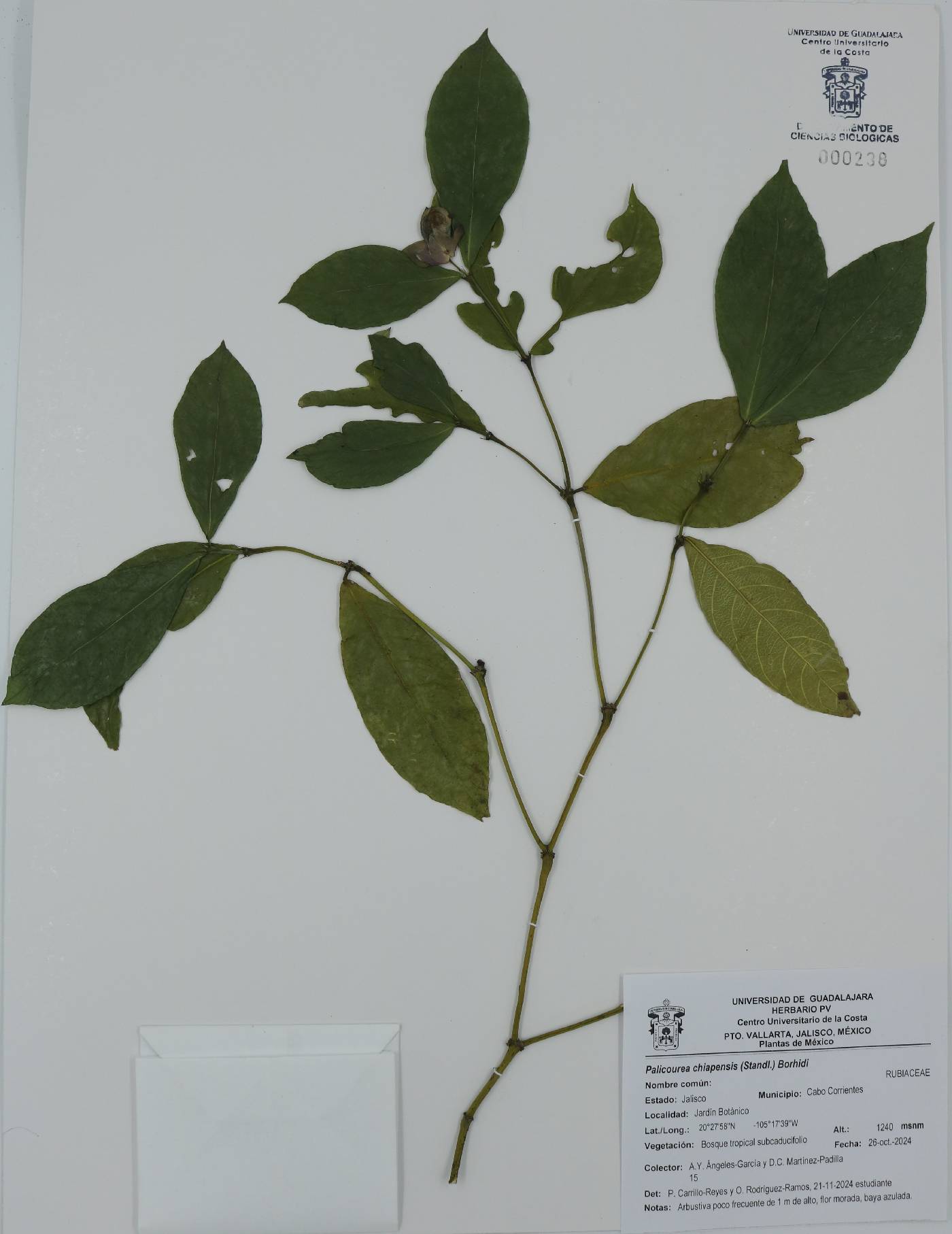 Psychotria molinarum image