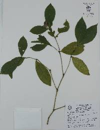 Psychotria molinarum image