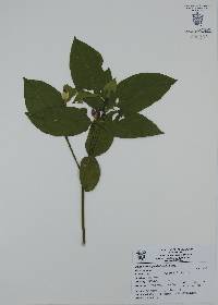 Psychotria molinarum image
