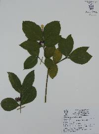 Psychotria molinarum image