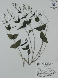 Carlowrightia mcvaughii image