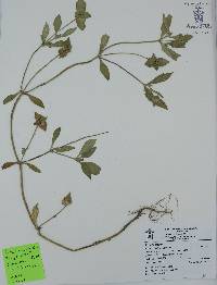 Oxyanthus zanguebaricus image