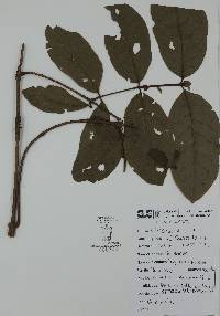 Rogiera amoena image