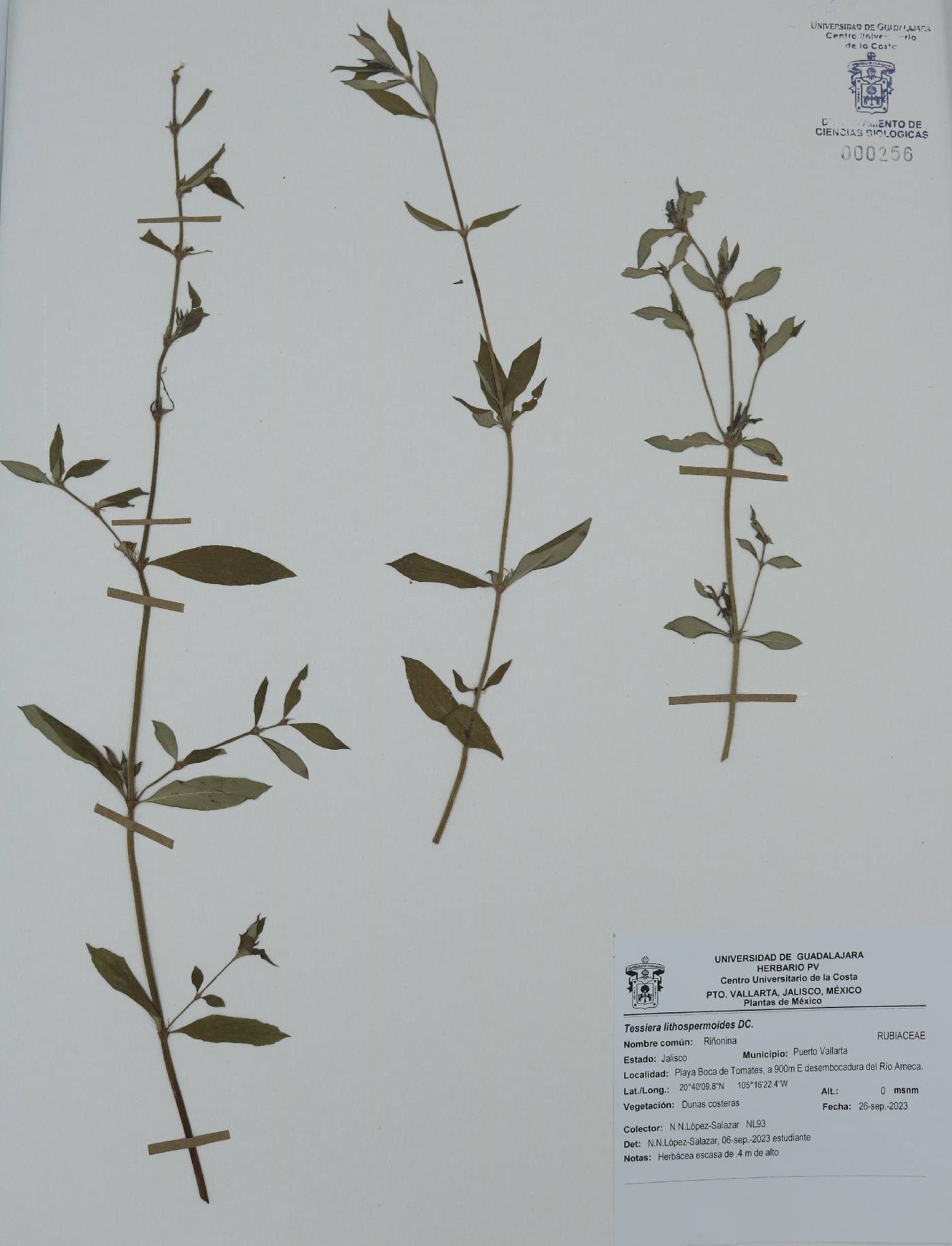 Tessiera lithospermoides image