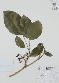 Dendropanax arboreus image