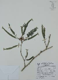 Calliandra caeciliae image