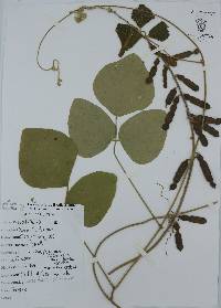 Calopogonium caeruleum image