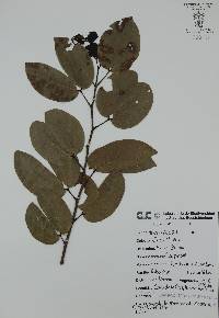 Hymenaea courbaril image