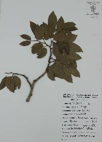 Hymenaea courbaril image