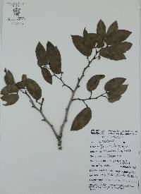 Hymenaea courbaril image