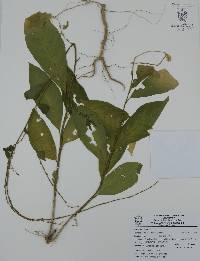 Petiveria alliacea image