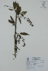 Trichostigma octandrum image