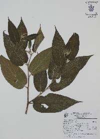 Trema micrantha image