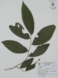 Piper aduncum image