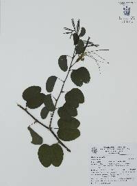 Bauhinia pauletia image