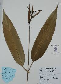 Heliconia psittacorum image