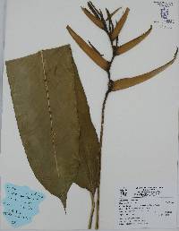 Heliconia psittacorum image