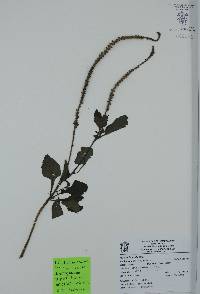 Heliotropium indicum image