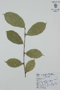 Trophis racemosa image