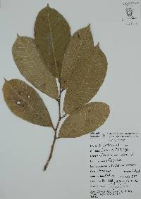 Brosimum alicastrum image