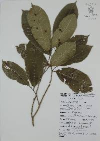 Brosimum alicastrum image
