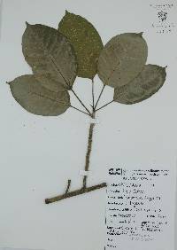 Ficus citrifolia image