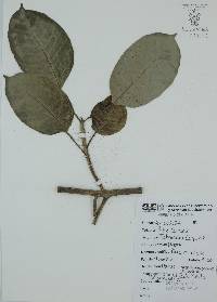 Ficus citrifolia image