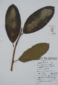 Ficus crocata image