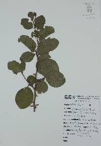 Pisonia aculeata image