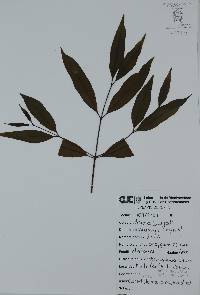 Syzygium cumini image