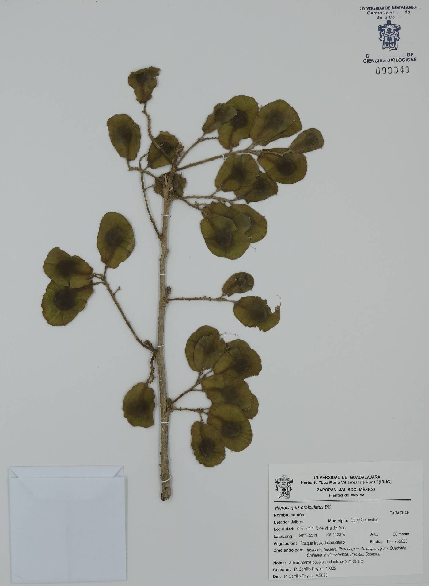 Pterocarpus orbiculatus image