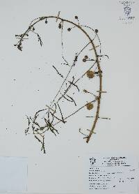 Mimosa pigra image