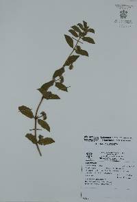Chamaesyce hirta image