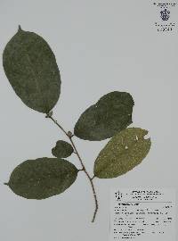 Trophis racemosa image