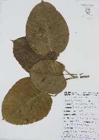 Hura polyandra image