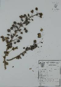 Ricinus communis image
