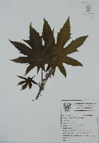 Ricinus communis image