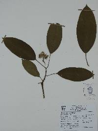 Sapium macrocarpum image