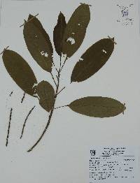Sapium macrocarpum image