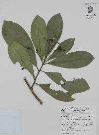 Ardisia revoluta image