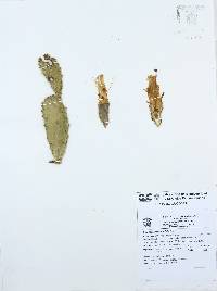 Opuntia karwinskiana image