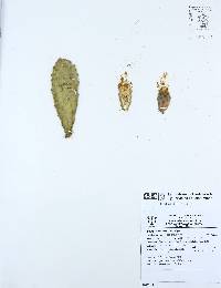 Opuntia karwinskiana image