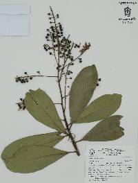 Ardisia revoluta image